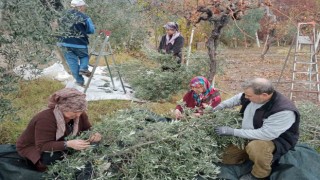 Eskişehirde çiftçiler dönümden 2 ton zeytin aldı, yüzleri güldü