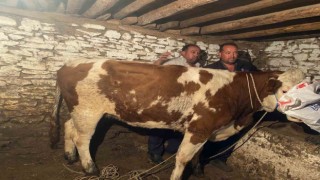 Firari inek 42 günlük kovalamacanın ardından yakalandı