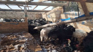 Fırtına Mersinde hayvan barınağına zarar verdi