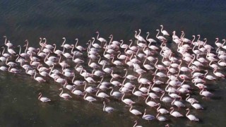 Flamingolara köpük tehdidi