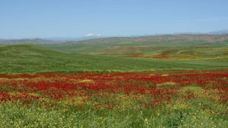 Garzan Ovası büyük ova ilan edildi