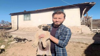 Gazeteciden yavru köpeğe hayat kurtaran heimlich müdahalesi