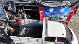 Giresunda Maviyemiş üretimi artıyor