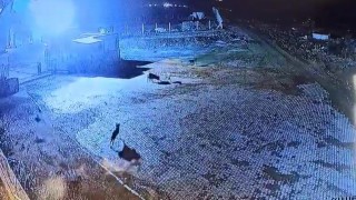 Gümüşhanede aç kalan kurt sürüsü bekçi köpeğini parçaladı