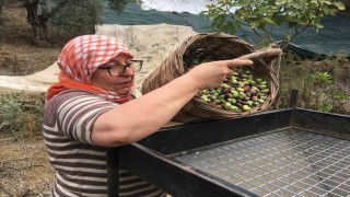 Günlük 3 bin liraya çalışacak zeytin işçisi bulunamıyor