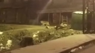 Hakkaride aç kalan kurt şehir merkezine indi
