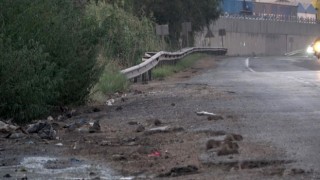Hatay’da Kara Yolunu Fareler İstila Etti