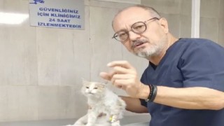 Havalı Tüfekle Vurulan Yavru Kedi Ameliyat Edildi