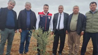 İl Müdürü Kolabaş, Zeytin Fidan Dikimini İnceledi