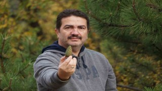 Ilgaz Dağından toplanan çam kozalakları şifaya dönüşüyor