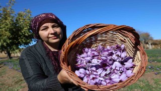 Kadın girişimcinin safran üretimi bölgeye örnek oldu: 300 bin liralık ürün gramla satılıyor