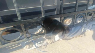 Kafası demir parmaklıklara sıkışan köpek itfaiye tarafından kurtarıldı