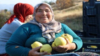 Kahramanmaraşta ayva hasadı
