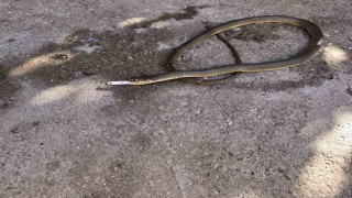 Kankamla takılıyoruz diyen Elazığlı ve yılanı gündem oldu