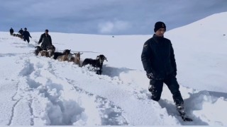 Kar ve tipide kaybolan hayvanlar jandarma tarafından drone ile yerleri tespit edilerek bulundu