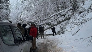Kar ve tipiye dayanmayan ağaçlar Gölcük Tabiat Parkı yoluna devrildi