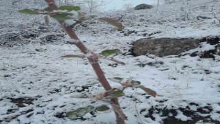 Kar yağışı altındaki elma ağacı çiçek açtı