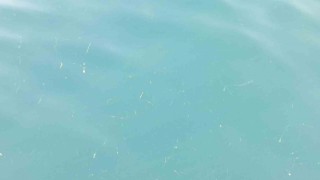 Karadeniz çevresindeki ülkelerin atıklarıyla kirletiliyor