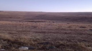 Karakoçanda domuz sürüsü araziye daldı