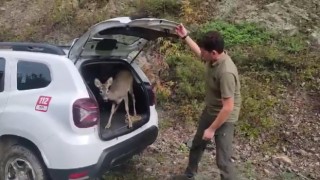 Kastamonuda tedavileri tamamlanan yaban hayvanları yeniden doğaya salındı