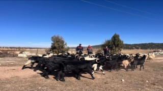 Kayıp hayvanlar jandarma tarafından 4 kilometre uzakta bulundu