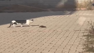 Kedi, cüsseli fare ile baş edemedi