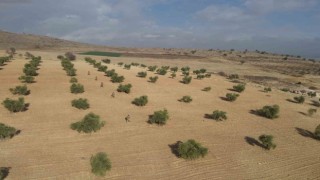 Kiliste zeytin bahçeleri jandarmaya emanet