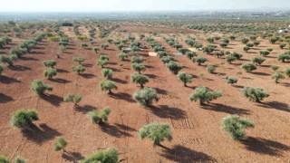 Kiliste zeytin hasadı başladı