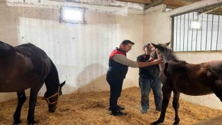 Kırklarelinde safkan atlar aşılandı