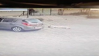 Köpeği çiğneyen sürücü serbest kaldı