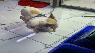 Köpeği defalarca direğe vurarak yaralayan şahıs gözaltına alındı