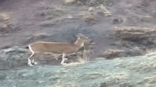 Koruma altındaki dağ keçisi ve yavruları Harputta görüntülendi
