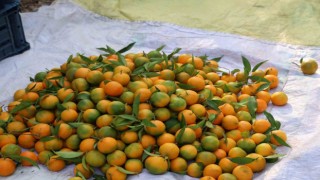 Kozanda yetişen şeker mandalinada hasat başladı