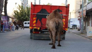 Küresel ısınma develerin de dengesini bozdu