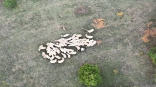 Kurtların koyun sürüsüne saldırı dron ile görüntülendi