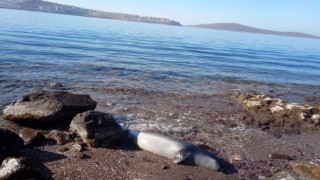 Kuyruğundan yaralanmış fok ölü halde kıyıya vurdu