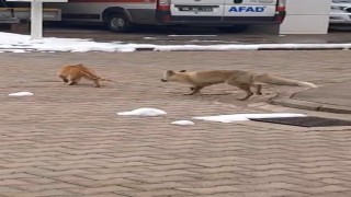 Mahallenin maskotu tilki ‘Boncuk ile kedinin oyunu kameralara yansıdı