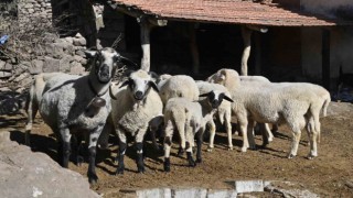 Manisada ‘Mavi Dil hastalığıyla mücadelede ediliyor