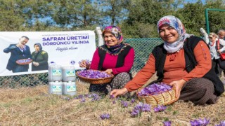 Mersin Yenişehirde safran üretimi 4. yılına girdi