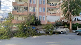 Mersinde fırtına ağaçlar devrildi, araçlar zarar gördü camlar kırıldı