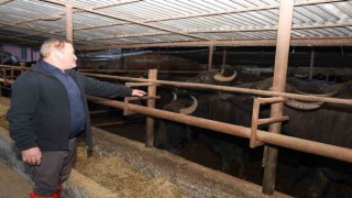 Metin: “1980'lerde manda sayısı yaklaşık 1 milyondu