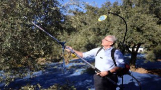 Mudanya Belediyesi zeytin üreticisinin yanında