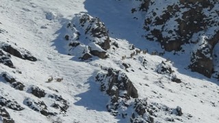 Munzur Dağlarında göç yoluna koyulan yaban keçileri görüntülendi