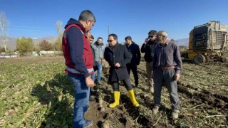 Muradiyede şeker pancarı hasadı başladı