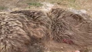 Muşta yaralı ayı tedavi altına alındı