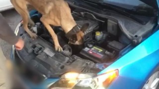 Narkotik Arama Köpeği ‘Eta tacirlere geçit vermedi: 2 gözaltı