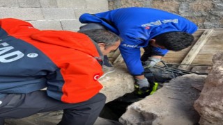 Nevşehirde 25 metrelik kuyuya düşen kediyi AFAD kurtardı