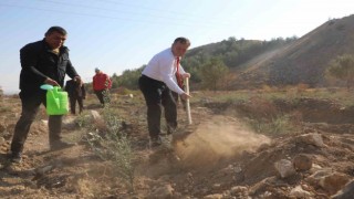 Nizip Belediyesi, bin adet zeytin fidesi dikti