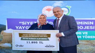 Orduda siyez buğdayı alımları