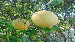 Ortacada limon ve greyfurt bahçelerinde incelemelerde bulunuldu